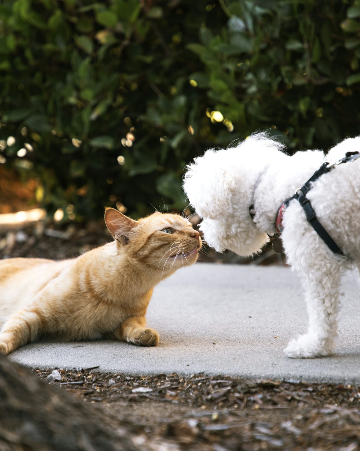 gato e cachorro arvore cheiro animal de estimação