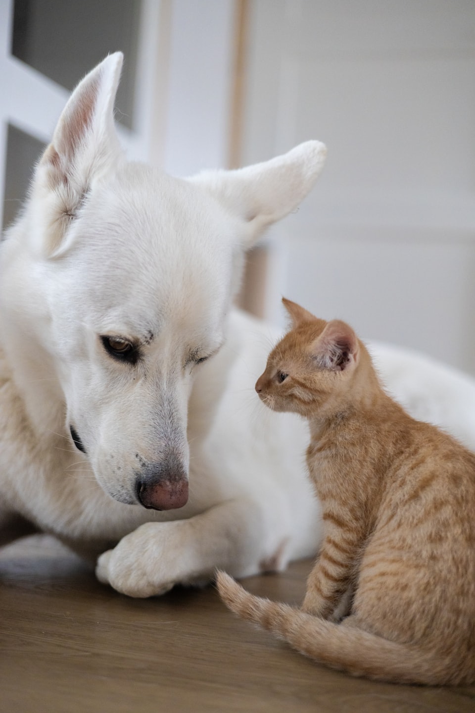 cachorro branco e gato cuido pet animal de estimação