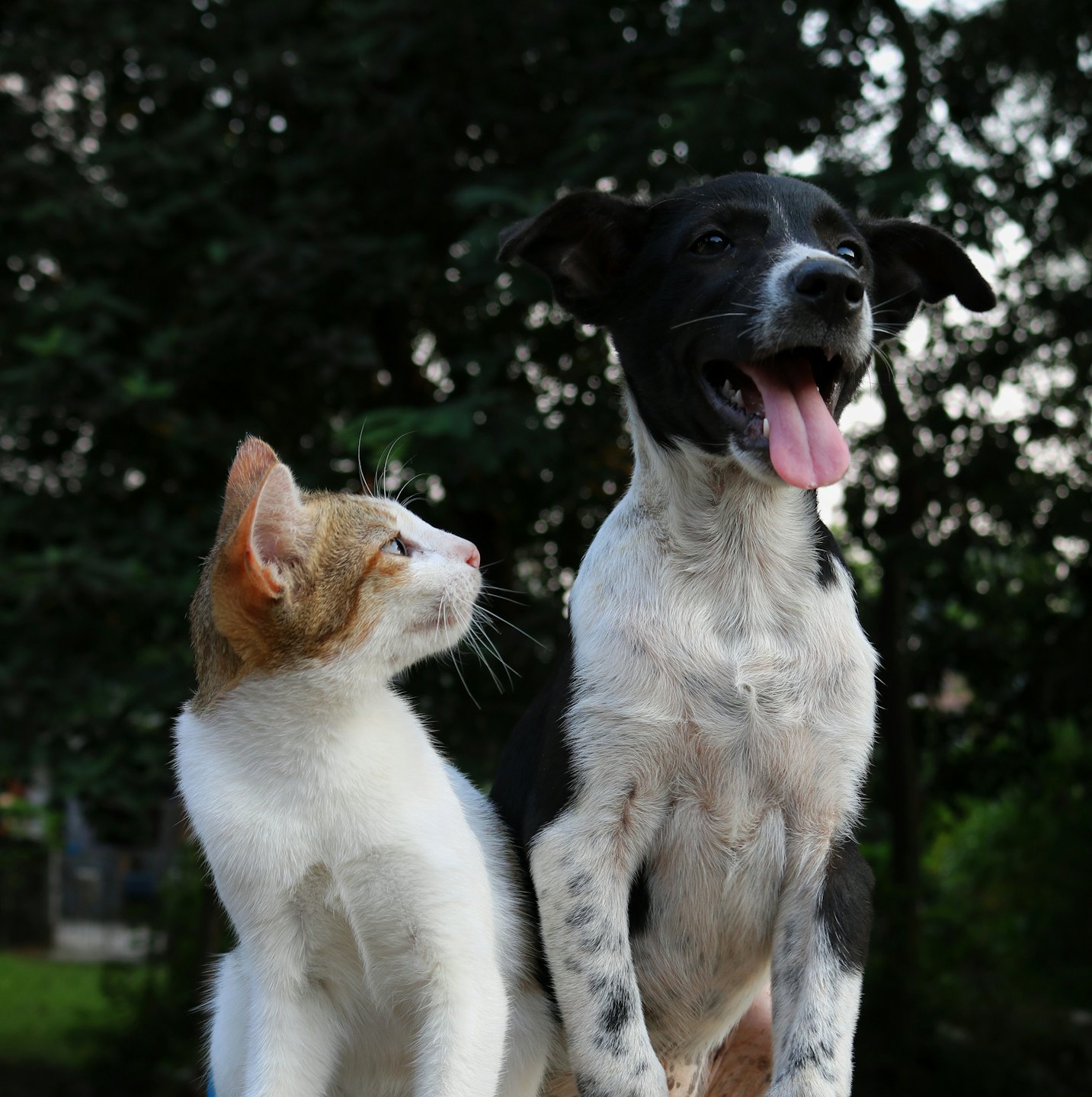 cachorro e gato lingua